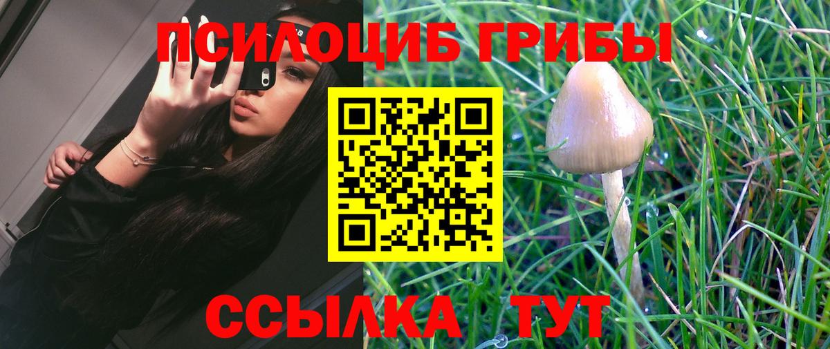Галлюциногенные грибы Psilocybine cubensis  Вход с VPN  Выборг 